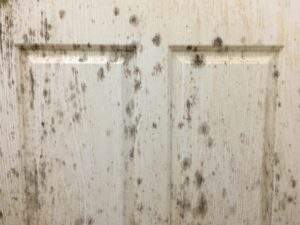 A moldy wooden interior door