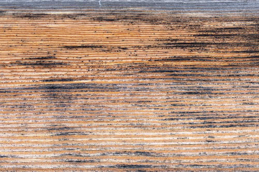 How to Remove Mold from Wood