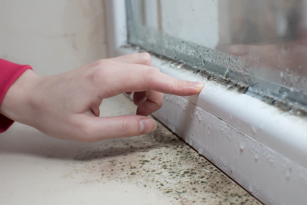 close up image of mold starting to grow on a window